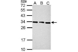 WB Image Sample (30 ug of whole cell lysate) A: NIH-3T3 B: JC C: BCL-1 12% SDS PAGE antibody diluted at 1:2000