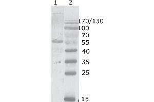 Western Blot testing of HIV-1 p24 antibody, clone 2N34. (HIV-1 p24 antibody  (AA 74-84))