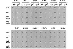 Dot-blot analysis of all sorts of methylation peptides using DiMethyl-Histone H4-K20 antibody. (Histone H4 antibody  (2meLys20))