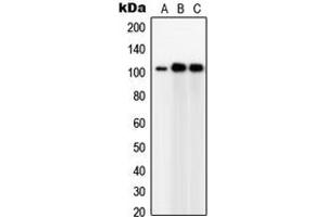 Western blot analysis of GPC5 expression in Jurkat (A), IMR32 (B), HeLa (C) whole cell lysates. (GPC5 antibody  (Center))