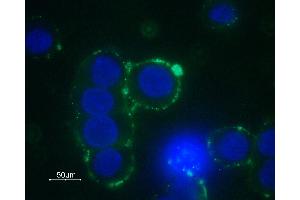 Immunocytochemistry (ICC) image for anti-Adrenergic, alpha-1B-, Receptor (ADRA1B) (AA 21-35), (Extracellular) antibody (ABIN7042897)