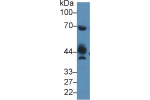 Rabbit Capture antibody from the kit in WB with Positive Control: Mouse testis lysate. (NAGA ELISA Kit)