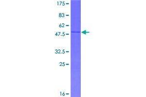 SAP30L Protein (AA 1-183) (GST tag)