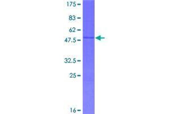 SAP30L Protein (AA 1-183) (GST tag)