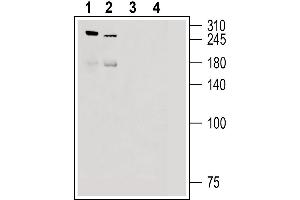 Western blot analysis of rat dorsal root ganglion lysate (lanes 1 and 3) and mouse lung lysate (lanes 2 and 4): - 1, 2. (PIEZO2 antibody  (AA 1092-1104))