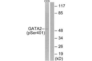 Western blot analysis of extracts from COS-7 cells, treated with TNF (20ng/ml, 5mins), using GATA2 (Phospho-Ser401) antibody. (GATA2 antibody  (pSer401))