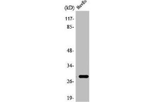 Western Blot analysis of HeLa cells using 14-3-3 θ Polyclonal Antibody (14-3-3 theta antibody  (Internal Region))