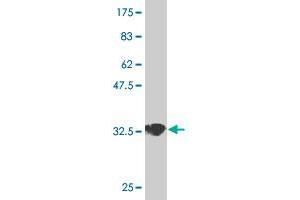 Western Blot detection against Immunogen (35. (GNB5 antibody  (AA 1-90))