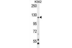 Western Blotting (WB) image for anti-Protocadherin gamma Subfamily A, 8 (PCDHGA8) antibody (ABIN2996490) (PCDHGA8 antibody)