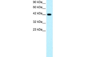 WB Suggested Anti-GATA3 Antibody Titration: 0. (GATA3 antibody  (C-Term))