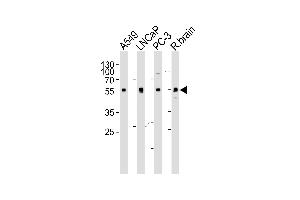 ADRA1D antibody  (N-Term)