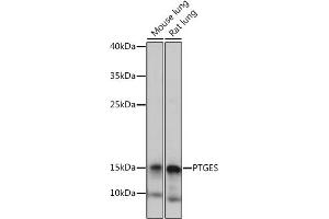 Western blot analysis of extracts of various cell lines, using PTGES antibody (ABIN7269573) at 1:1000 dilution. (Prostaglandin E Synthase antibody)