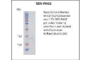 SDS-PAGE (SDS) image for Colony Stimulating Factor 1 (Macrophage) (CSF1) (Active) protein (ABIN5509370) (M-CSF/CSF1 Protein)