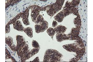 Image no. 1 for anti-Family with Sequence Similarity 164, Member A (FAM164A) antibody (ABIN1498198)