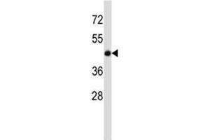 BMP7 antibody western blot analysis in mouse heart tissue lysate. (BMP7 antibody  (AA 280-309))