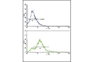 Flow cytometric analysis of 293 cells using Activin A Receptor Type IB (ACVR1B) Antibody (Center) (bottom histogram) compared to a negative control (top histogram). (Activin A Receptor Type IB/ALK-4 antibody  (AA 134-164))