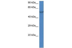 WB Suggested Anti-Fmo1 Antibody   Titration: 1. (FMO1 antibody  (N-Term))