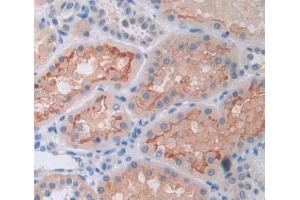 Used in DAB staining on fromalin fixed paraffin- embedded kidney tissue (TASP1 antibody  (AA 234-420))