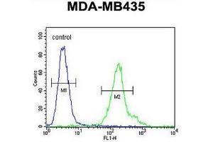 CU002 Antibody (C-term) flow cytometric analysis of MDA-MB435 cells (right histogram) compared to a negative control cell (left histogram). (C21orf2 antibody  (C-Term))