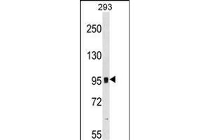 GRM7 Antibody (N-term) (ABIN1539213 and ABIN2848630) western blot analysis in 293 cell line lysates (35 μg/lane).