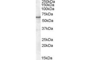 Retinoid X Receptor alpha antibody  (AA 14-28)