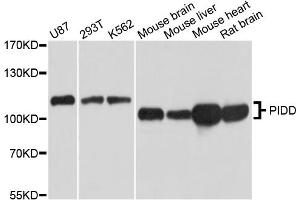 Western blot analysis of extracts of various cell lines, using PIDD antibody (ABIN5995501) at 1/1000 dilution. (PIDD antibody)