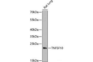 Western blot analysis of extracts of Rat lung using TNFSF10 Polyclonal Antibody at dilution of 1:3000. (TRAIL antibody)