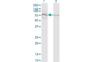 ZDHHC8 antibody  (AA 1-42)