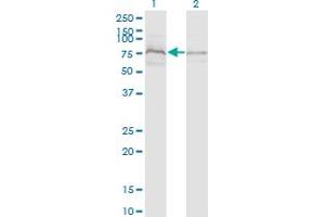 ZDHHC8 antibody  (AA 1-42)