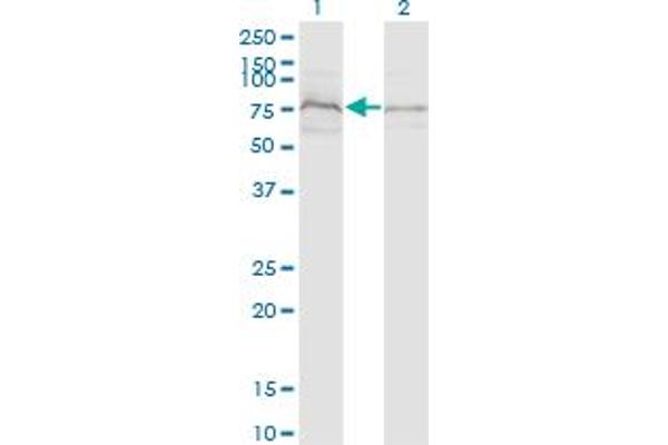 ZDHHC8 antibody  (AA 1-42)