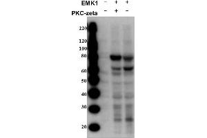 Western Blot of Rabbit anti-MARK2pT595 antibody.