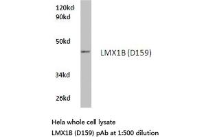 Western blot (WB) analysis of LMX1B antibody  in extracts from hela cells. (LMX1B antibody)
