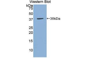 Western Blotting (WB) image for anti-Annexin A5 (ANXA5) (AA 1-321) antibody (ABIN1172673) (Annexin V antibody  (AA 1-321))
