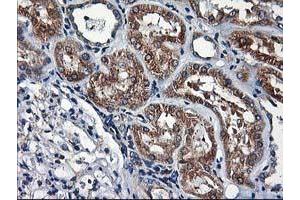 Image no. 3 for anti-Heme Oxygenase (Decycling) 2 (HMOX2) antibody (ABIN1498691) (HMOX2 antibody)