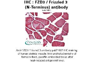 Image no. 1 for anti-Frizzled Family Receptor 3 (FZD3) (Extracellular Domain), (N-Term) antibody (ABIN1734499) (FZD3 antibody  (Extracellular Domain, N-Term))