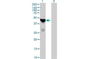 Western Blot analysis of TSSK1B expression in transfected 293T cell line by TSSK1B MaxPab polyclonal antibody. (TSSK1B antibody  (AA 1-367))