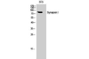 Western Blotting (WB) image for anti-Synapsin I (SYN1) (Tyr1361) antibody (ABIN3187120) (SYN1 antibody  (Tyr1361))