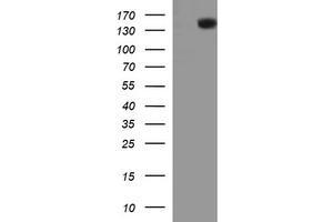 Image no. 1 for anti-Protein tyrosine Phosphatase, Receptor Type, C (PTPRC) antibody (ABIN1497330) (CD45 antibody)