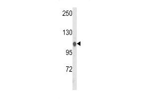 Western blot analysis of HSL Antibody (C-term) (ABIN652695 and ABIN2842463) in Hela cell line lysates (35 μg/lane). (HSPA4L antibody  (C-Term))