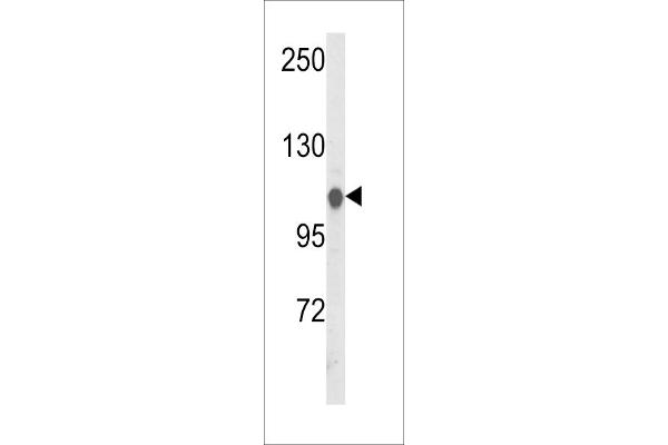 HSPA4L antibody  (C-Term)