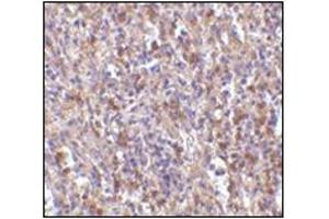 Immunohistochemistry of ORAI1 in human spleen tissue with this product at 10 μg/ml. (ORAI1 antibody  (N-Term))