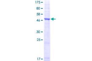 Aquaporin 1 Protein (AA 1-269) (GST tag)