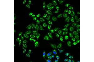 Immunofluorescence analysis of HeLa cells using C1QBP Polyclonal Antibody (C1QBP antibody)