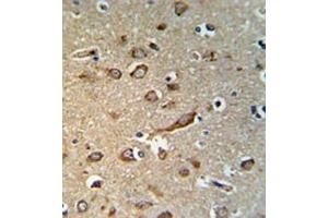 Immunohistochemistry analysis in human brain tissue (formalin-fixed, paraffin-embedded) using GPR180/ITR Antibody , followed by peroxidase conjugation of the secondary antibody and DAB staining. (GPR180 antibody  (Middle Region))