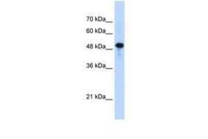 Image no. 1 for anti-Septin 10 (SEPT10) (C-Term) antibody (ABIN321458) (Septin 10 antibody  (C-Term))