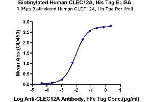 Immobilized Biotinylated Human CLEC12A, His Tag at 0.