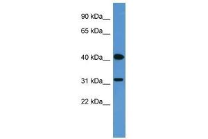 OR2W1 antibody used at 0.