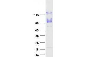 Validation with Western Blot (UBQLN4 Protein (Myc-DYKDDDDK Tag))