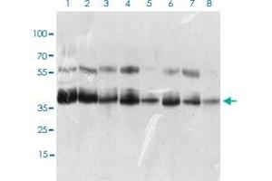 Western blot analysis of Lane 1: K562 cell lysate; Lane 2: HEK293 cell lysate; Lane 3: NTERA-2 cell lysate; Lane 4: Hela cell lysate; Lane 5: HepG2 cell lysate; Lane 6: Jurkat cell lysate; Lane 7: A431 cell lysate; Lane 8: NIH/3T3 cell lysate with KHDRBS2 monoclonal antibody, clone 7G8C10  at 1:500-1:2000 dilution.