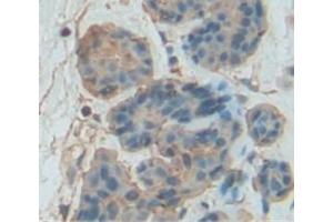 IHC-P analysis of Mouse Tissue, with DAB staining. (GZMB antibody  (AA 16-244))